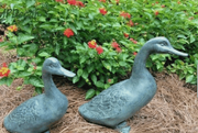 Lucky Duckies Garden Pair Statues - Home Décor & Things Are Us