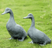 Lucky Duckies Garden Pair Statues - Home Décor & Things Are Us