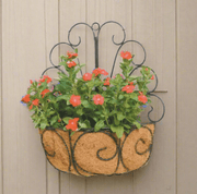 Metal Peacock Wall Basket with Coco Liner - Home Décor & Things Are Us