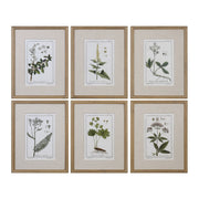 Green Floral Botanical Study Prints Set of 6