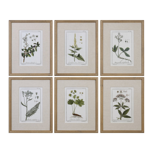 Green Floral Botanical Study Prints Set of 6